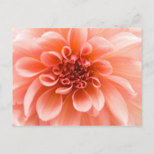 Carte Postale À l'intérieur d'une fleur Dahlia