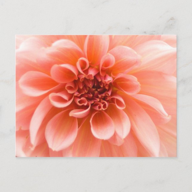 Carte Postale À l'intérieur d'une fleur Dahlia (Devant)