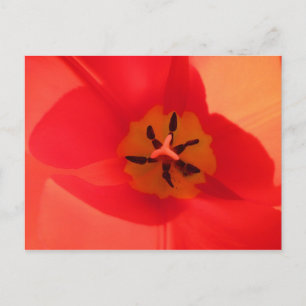 Carte Postale À l'intérieur d'une tulipe