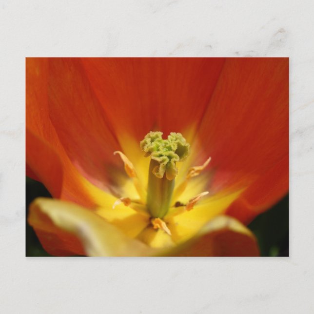 Carte Postale À l'intérieur d'une tulipe (Devant)