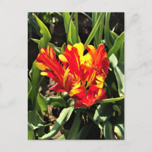 Carte Postale À l'intérieur d'une tulipe de perroquet flamboyant