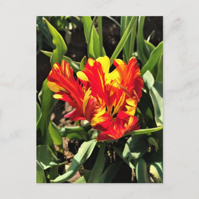 Carte Postale À l'intérieur d'une tulipe de perroquet flamboyant (Devant)