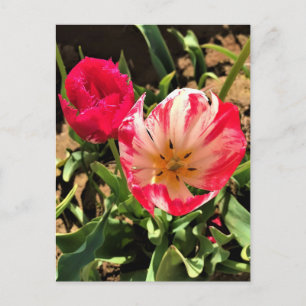 Carte Postale À l'intérieur d'une tulipe rose et blanche