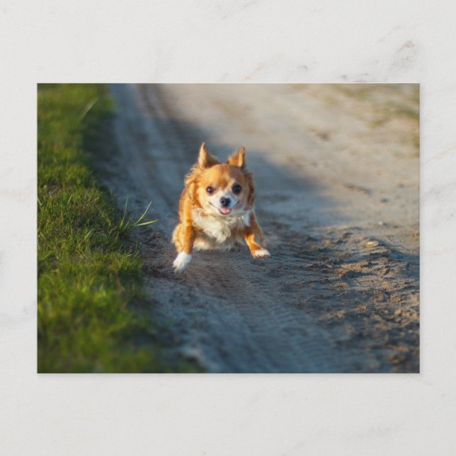 Carte Postale A long haired brown and white chihuahua running (Devant)