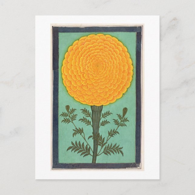 Carte Postale A Marigold, de l'album Small Clive (avec c/c sur p (Devant)