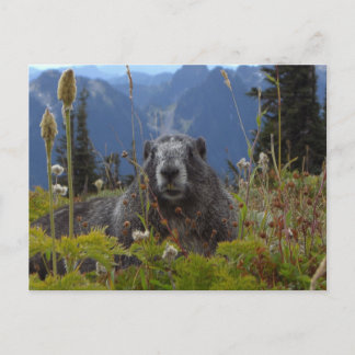 Carte Postale A marmot in Paradise in Mount Rainier National Par