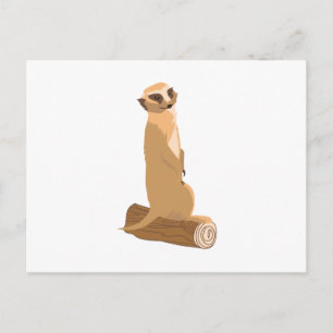 Carte Postale A Meerkat