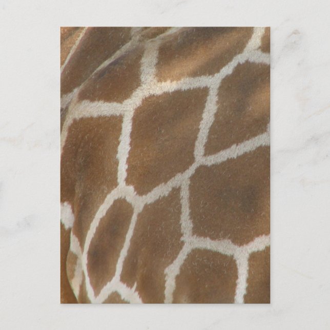 Carte postale à motif de girafe (Devant)