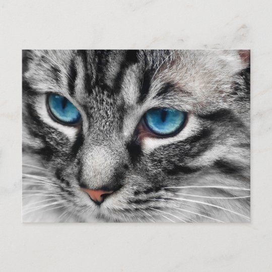 Carte Postale A Pal Le Chat Tigre Argente Avec Des Yeux Bleus Zazzle Fr