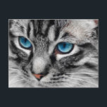 Carte Postale A-PAL - Tabby Argent Chat aux yeux bleus Gros plan<br><div class="desc">Magnifique gros plan d'un Tabby Cat en argent avec de magnifiques yeux bleus. Ce design a été créé par Doreen Erhardt© à partir d'une photographie de Pixabay. Tous les pourcentages et les références reçus par PawsPartners.org de la vente de ce produit, seront donnés par PawsPartners.org à la A-PAL Humane Society....</div>