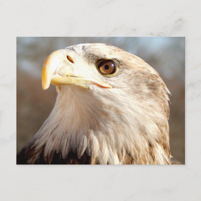 Carte Postale À propos de l'aigle chauve (Devant)