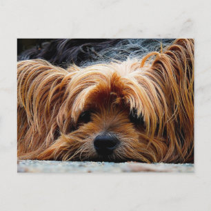 Carte postale à puce