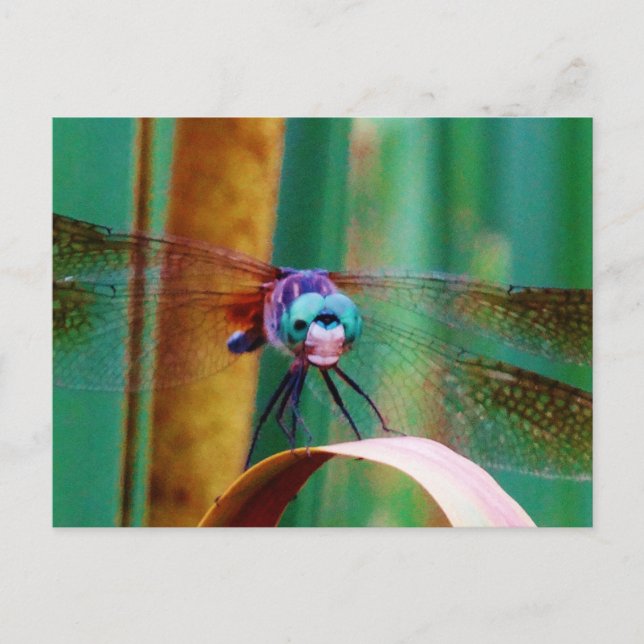 Carte Postale A teal Eyed Dragonfly with cattails (Devant)