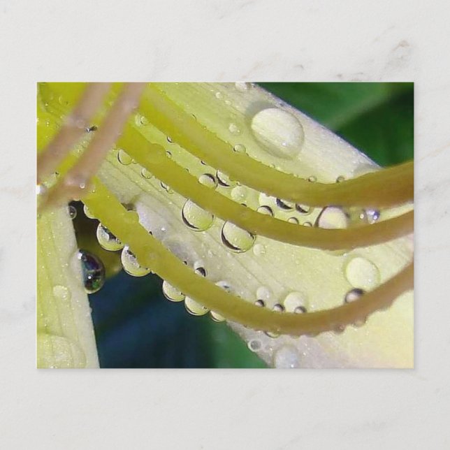 Carte Postale À travers le miroir (Devant)