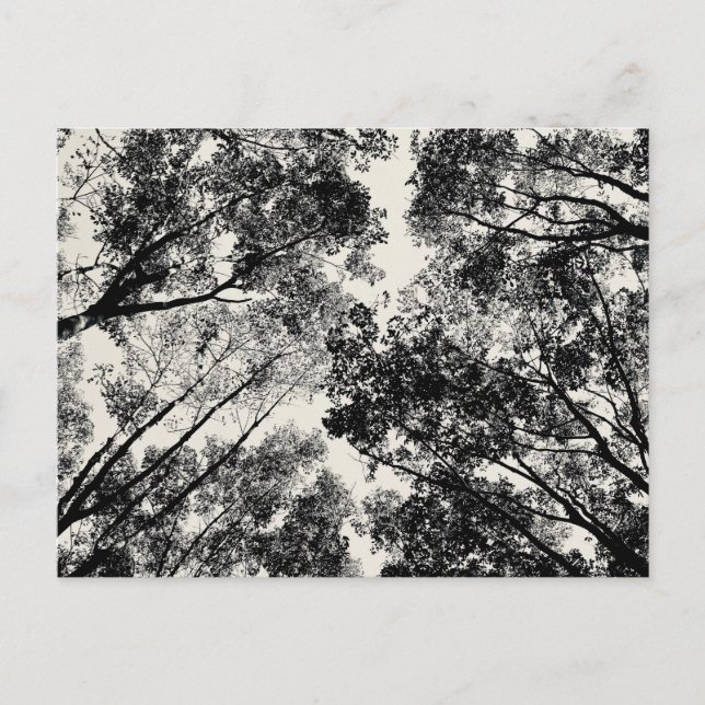 Carte Postale À Travers Les Arbres, 2018 | Images SVP (Devant)