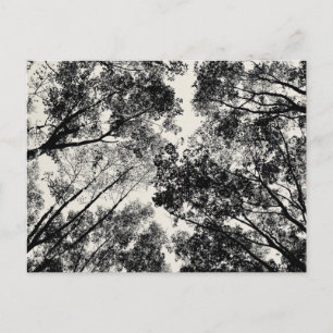 Carte Postale À Travers Les Arbres, 2018 Images SVP