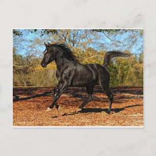 Carte Postale A travers les feuilles d'automne