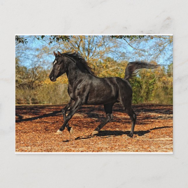 Carte Postale A travers les feuilles d'automne (Devant)