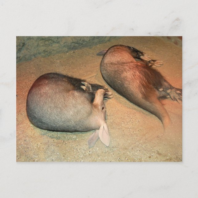 Carte postale Aardvarks (Devant)