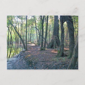 Carte Postale Abattage de la rivière Suwannee