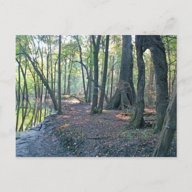 Carte Postale Abattage de la rivière Suwannee (Devant)