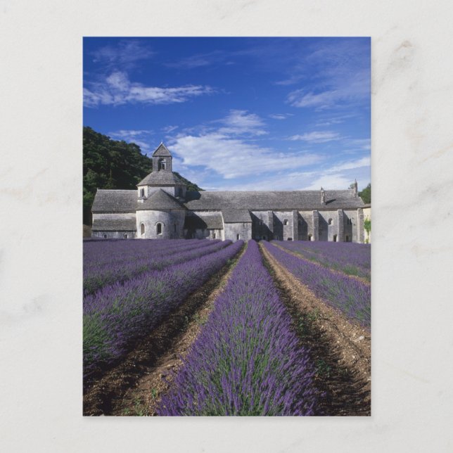 Carte Postale Abbaye de Sénanque, Gordes, Vaucluse, Provence (Devant)