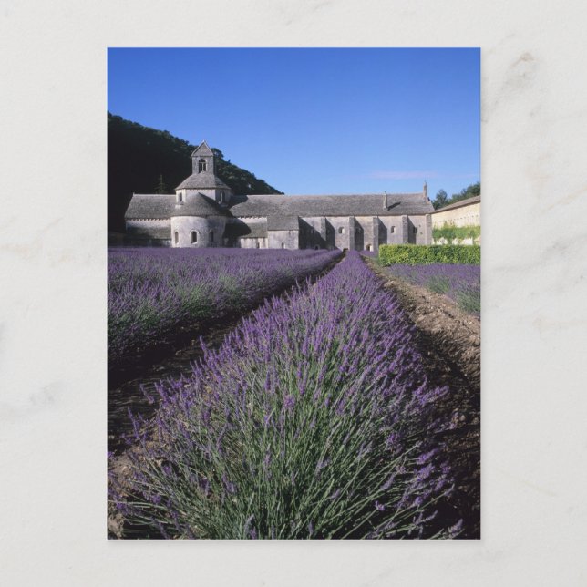 Carte Postale Abbaye de Sénanque, Gordes, Vaucluse, Provence, (Devant)