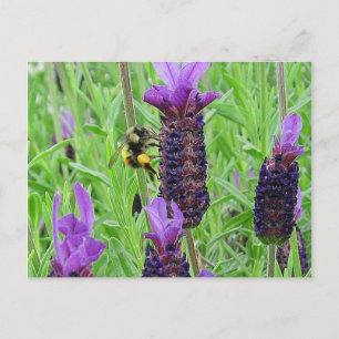 Carte postale Abe Aware