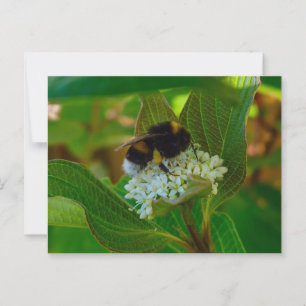 Carte Postale Abee