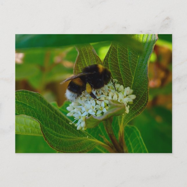 Carte Postale Abee (Devant)
