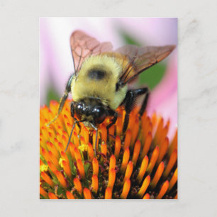 Carte Postale Abee