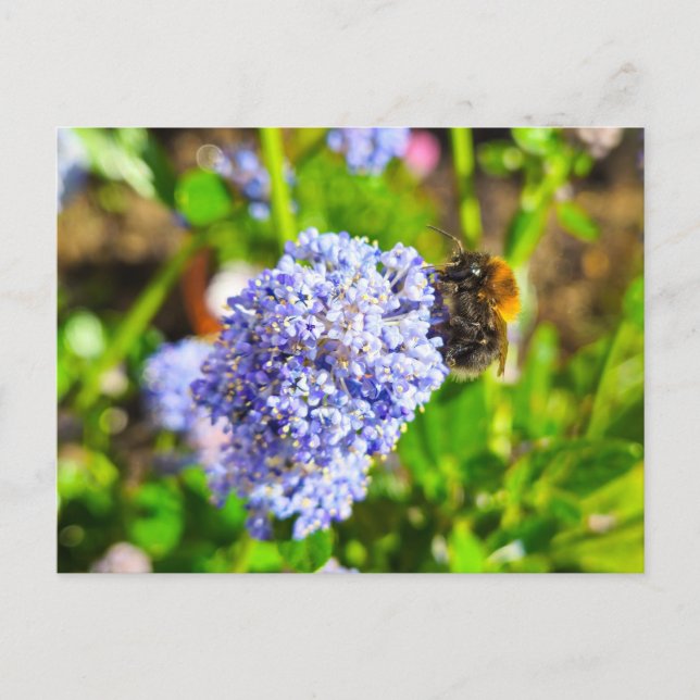 Carte Postale Abee (Devant)