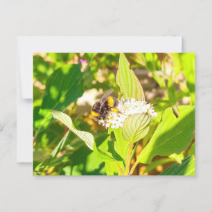 Carte Postale Abee