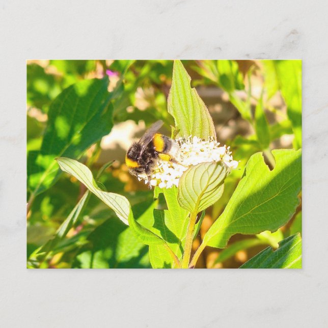 Carte Postale Abee (Devant)
