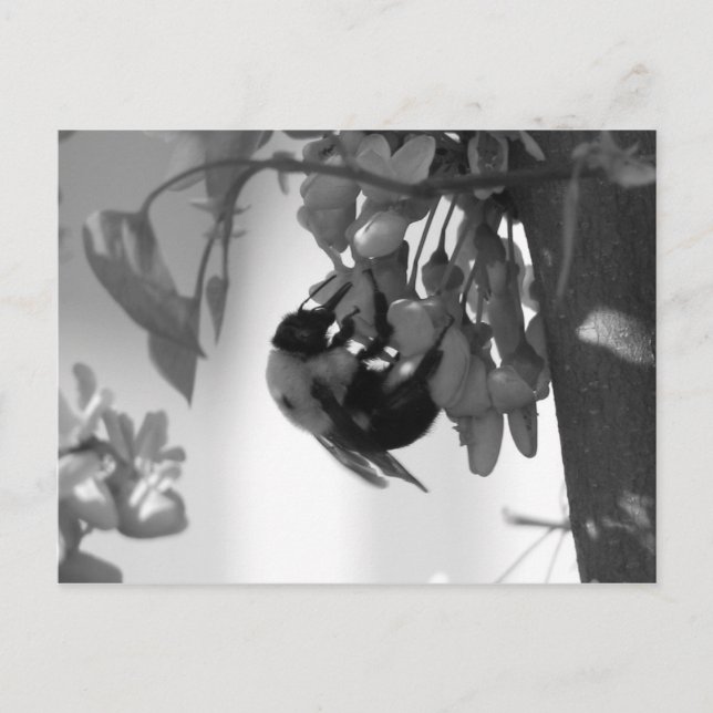 Carte Postale Abee sur une fleur de Redbud (Devant)