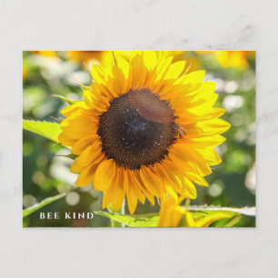 Carte Postale Abee   Tournesol