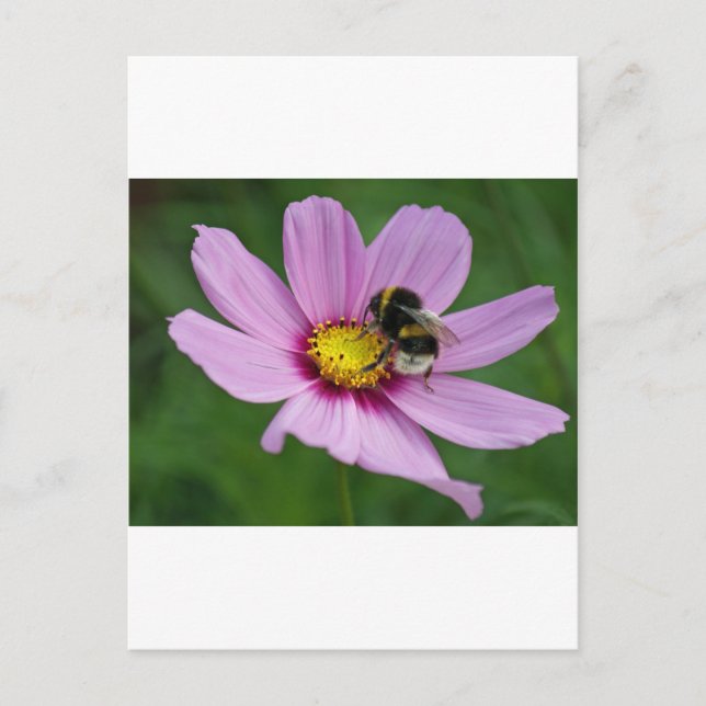 Carte Postale abeille (Devant)
