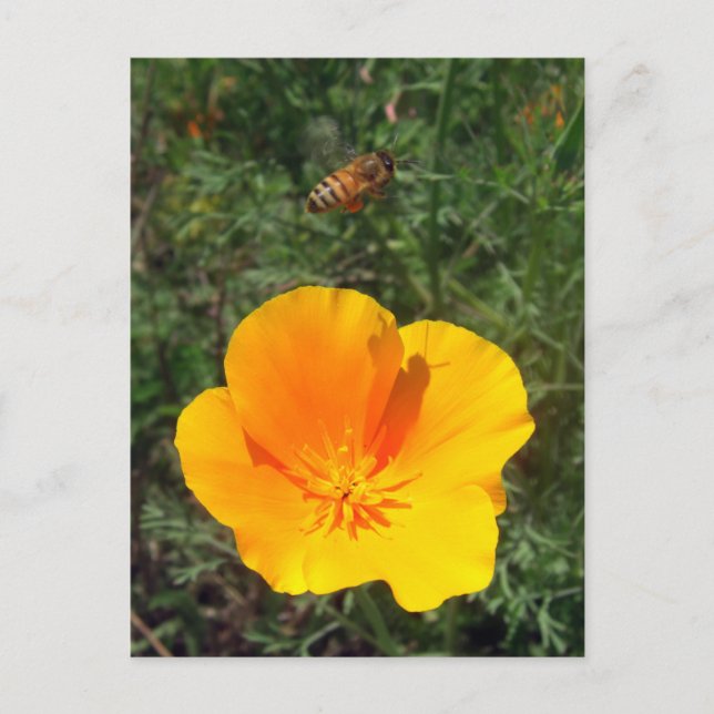 Carte postale Abeille (Devant)