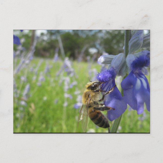 Carte Postale Abeille 4 occupée (Devant)