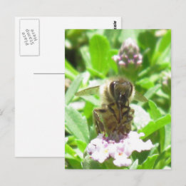 Carte postale – Abeille à miel sur fleur