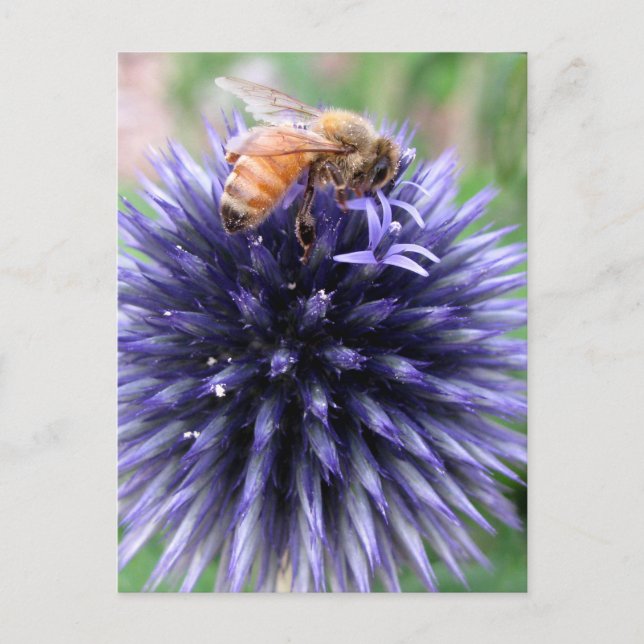 Carte Postale Abeille à Miel sur Fleur de Chardon Globe Pourpre (Devant)