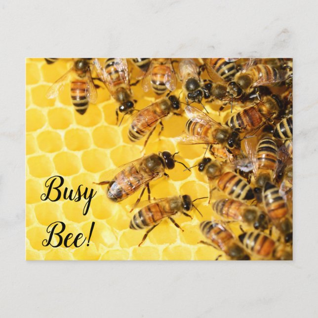 Carte Postale Abeille active, Bourdon, Rucher (Devant)