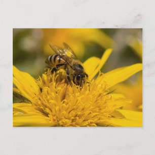 Carte Postale Abeille africaine avec sacs de pollen en train de