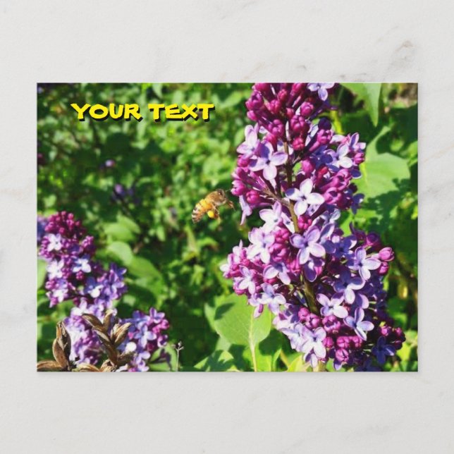 Carte postale Abeille aime les lilas  (Devant)