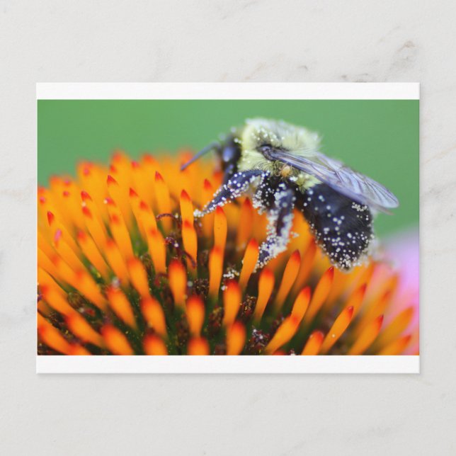 Carte Postale Abeille couverte de pollen sur une Echinacea (Devant)