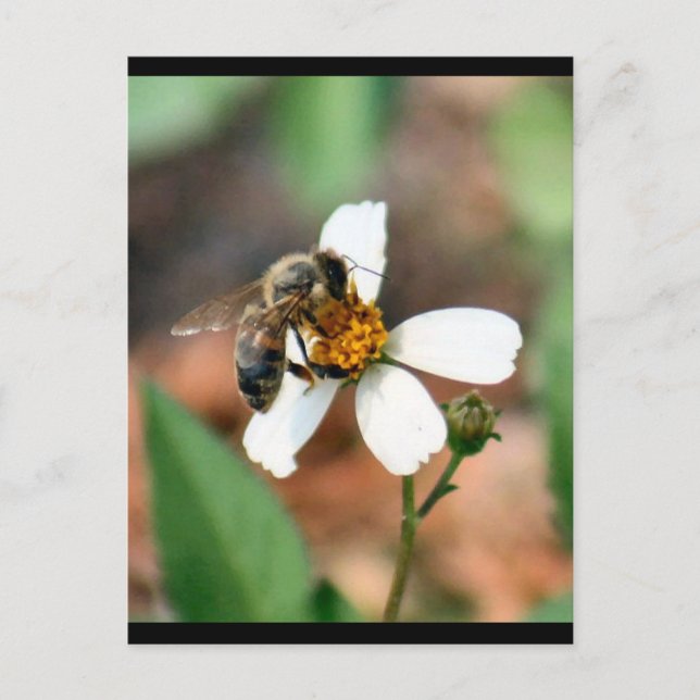 Carte postale Abeille de miel (Devant)