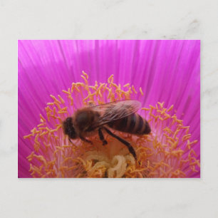 Carte postale Abeille de miel
