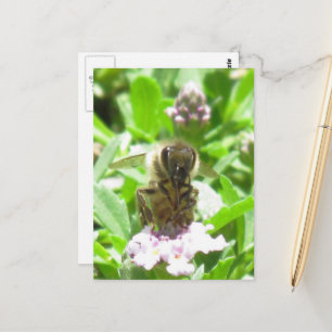 Carte postale - Abeille de miel en fleurs