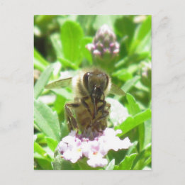 Carte postale - Abeille de miel en fleurs