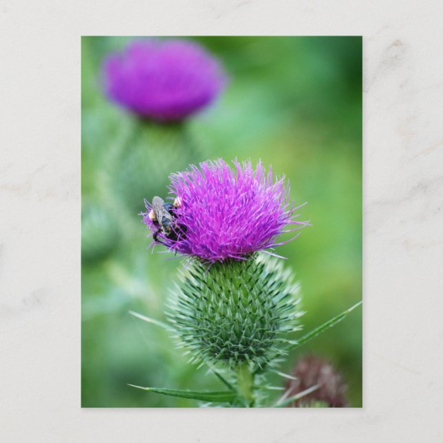 Carte Postale Abeille de miel et chardon (Devant)